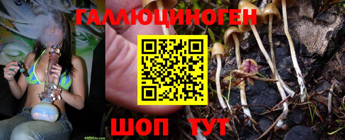 Красногорск  где купить наркоту  Псилоцибиновые грибы ЛСД  Вход с VPN  Псилоцибиновые грибы GOLDEN TEACHER 